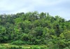Diện tích rừng tại huyện Trùng Khánh được chăm sóc, bảo vệ tốt. ảnh (BCB)