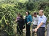 Đoàn giám sát tham quan mô hình trồng thanh long tại xã Vũ Minh (Nguyên Bình).