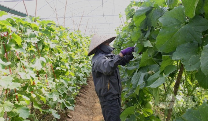 Nhiều hợp tác xã kiểu mới hoạt động trong lĩnh vực nông nghiệp ở Cao Bằng đã đầu tư trang thiết bị, tổ chức sản xuất gắn với chuỗi liên kết sản phẩm hiệu quả.