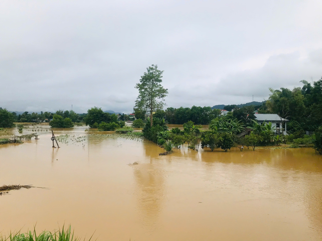 Hoa màu, nhà ở của người dân ở xóm Nà Tẻng, thị trấn Nước Hai (Hòa An) ngập trong biển nước. Ảnh chụp 10h sáng 24/8/2024.